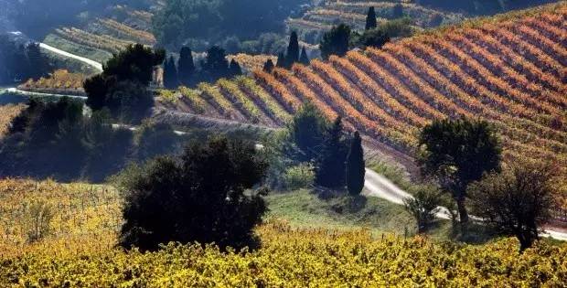 羅訥河谷葡萄酒2016廣州品鑒會 探索法國葡萄酒的優雅魅力